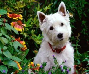 Puzzle Τεριέ δυτικών ορεινών περιοχών White είναι μια φυλή του σκυλιού της Σκωτίας είναι γνωστή για την προσωπικότητα και λαμπρό λευκό
